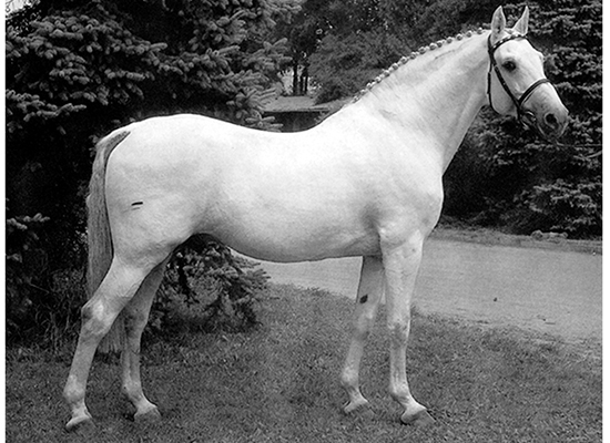 CAPITOL I - Warmblood Stallion